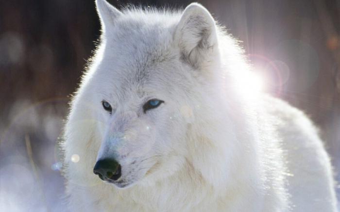 흰 늑대가 꿈꾸는 것